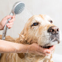Host a community dog wash for a unique and exciting sports fundraiser.