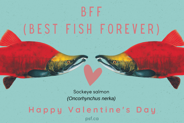 An eCard of two Sockeye Salmon with a heart between them that says: “BFF (Best Fish Forever).”